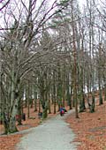 the path that diverts through the beech trees in Valandskogen